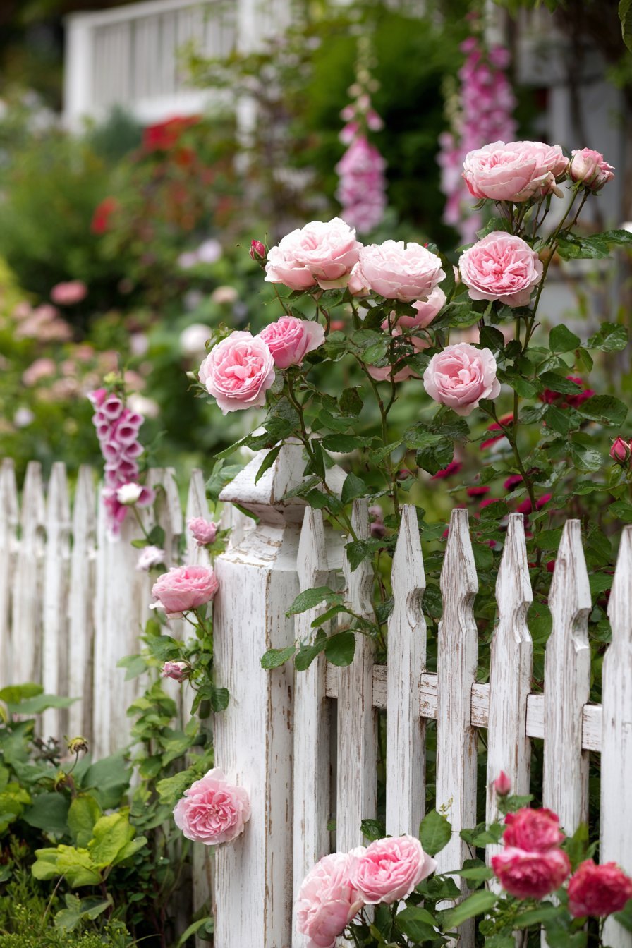 Classic Picket Fence Border