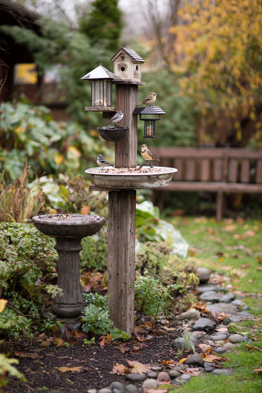 Bird Feeding and Wildlife Station