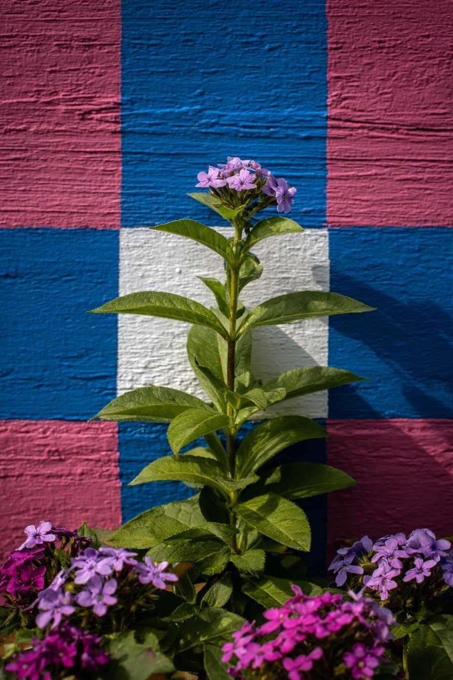 Painted Fence Mural Focal Point
