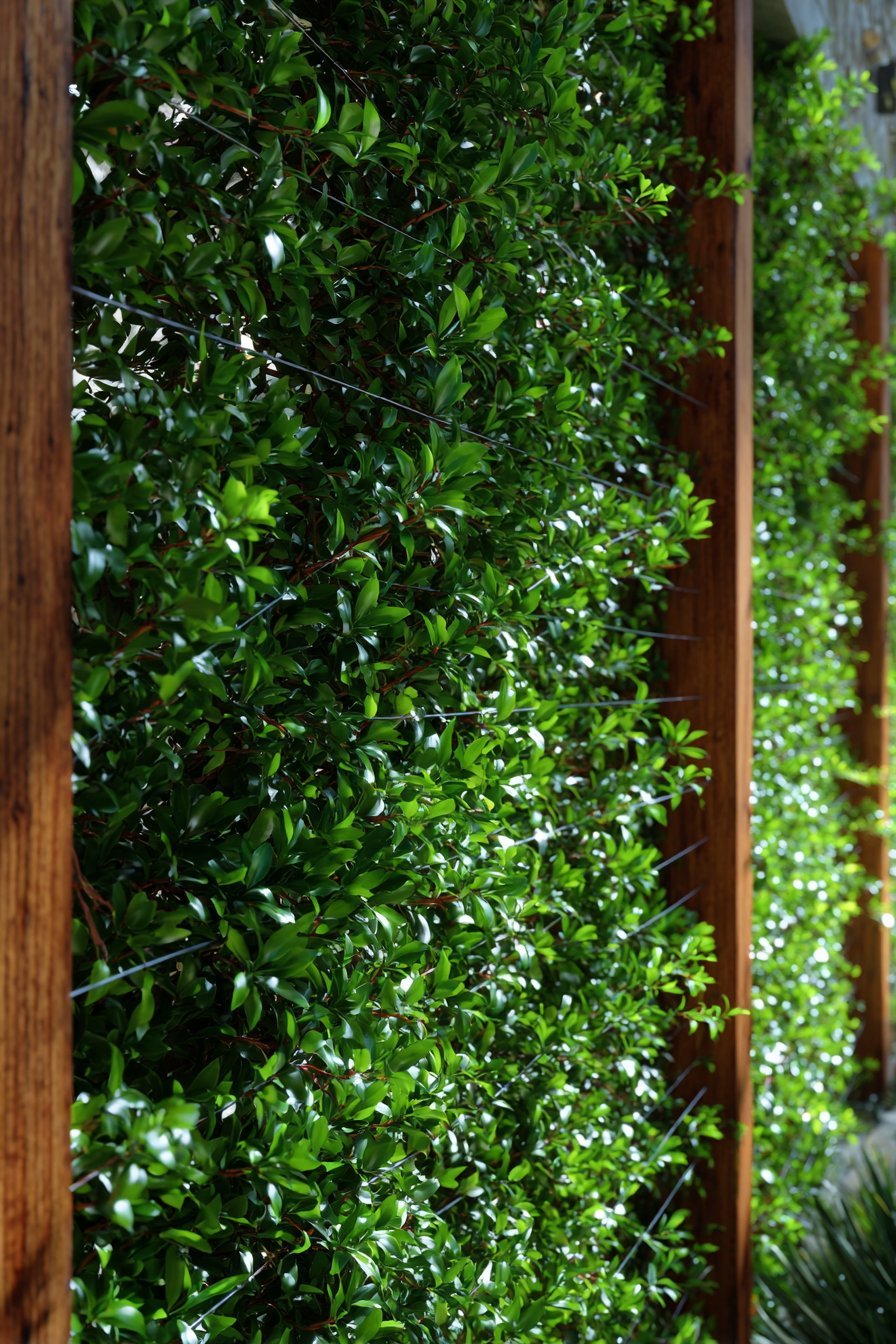 Add Trellises and Climbing Plant Structures